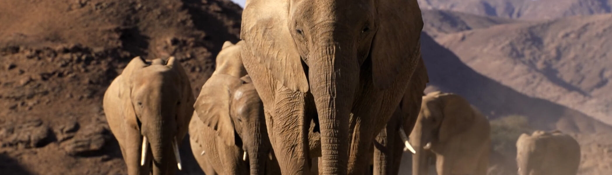 Elephants